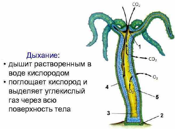 2krn сс что это такое